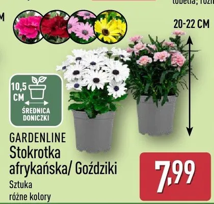Stokrotka afrykańska/Gożdziki różne kolory promocja w Aldi