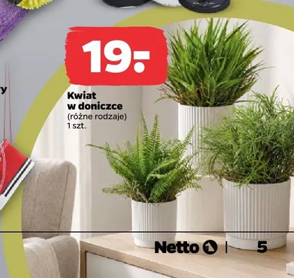 Kwiat w doniczce promocja w Netto
