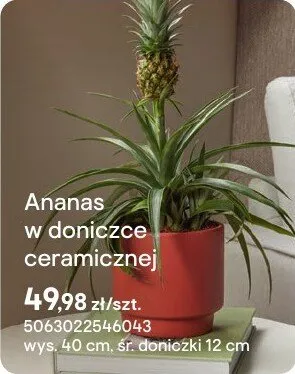 Ananas w doniczce ceramicznej promocja w Castorama