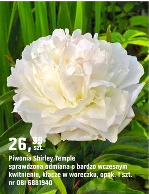 Piwonia Shirley Temple promocja w OBI