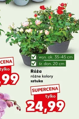 Róża promocja w Kaufland