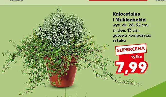 Kalocefalus i Muhlenbekia promocja w Kaufland
