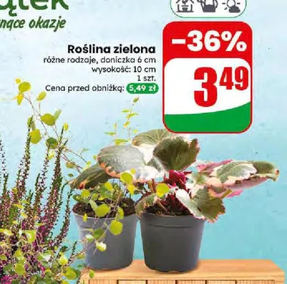 Roślina zielona promocja w Dino