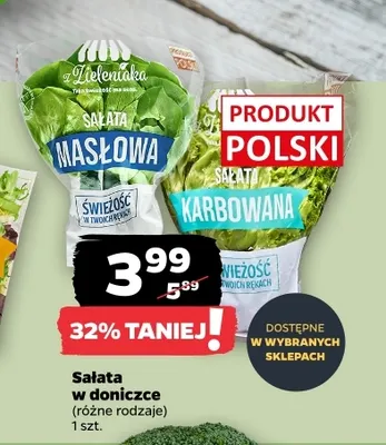 Sałata masłowa w doniczce Z Zieleniaka promocja w Netto