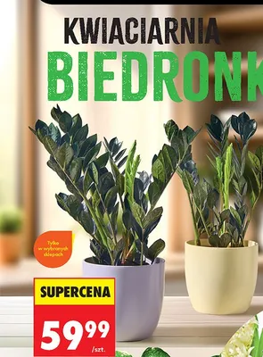 Zamioculcas Raven w doniczce promocja w Biedronka