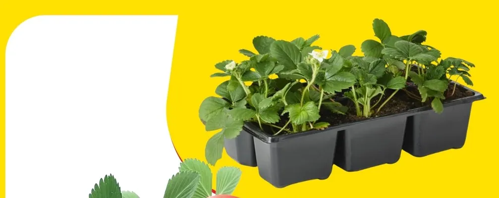 Roślinny vibe i kolory!, strona 10 promocja w Bricomarche