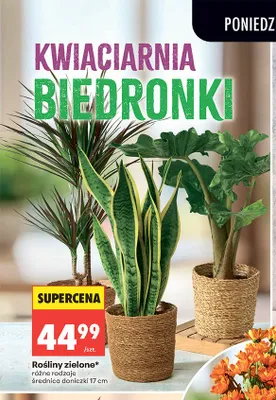 Rośliny zielone średnica doniczki 17cm promocja w Biedronka