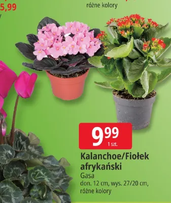 Fiołek afrykański Gasa promocja w Leclerc