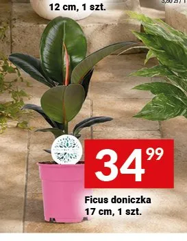 Ficus doniczka promocja w Twój Market