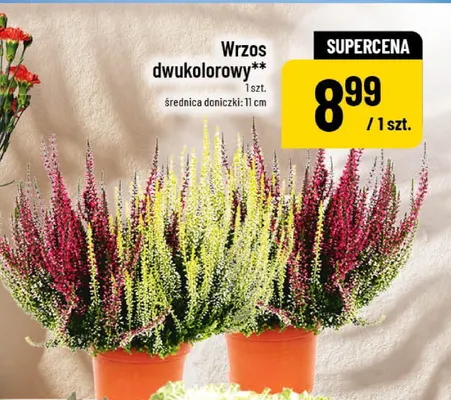 Wrzos dwukolorowy promocja w POLOmarket
