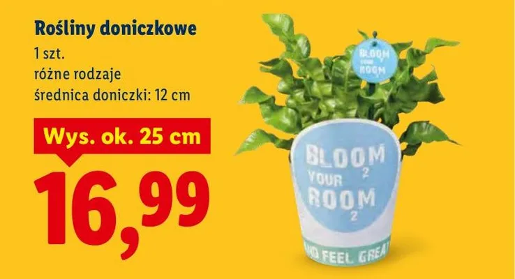 Rośliny doniczkowe, różne rodzaje promocja w Lidl