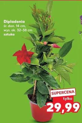 Dipladenia śr. don. 14cm wys. ok. 32-38cm promocja w Kaufland