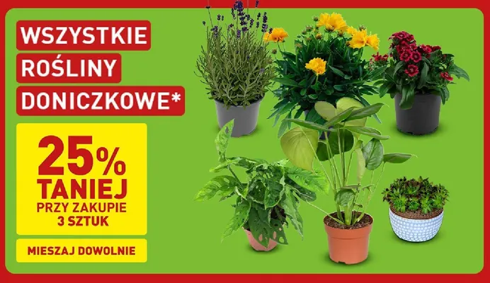 Rośliny doniczkowe promocja w Aldi
