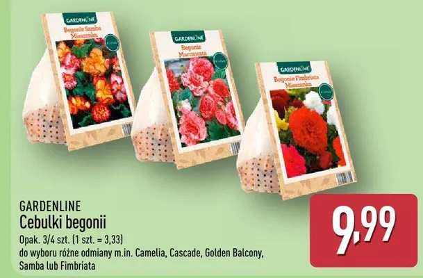 Cebulki begonii promocja w Aldi