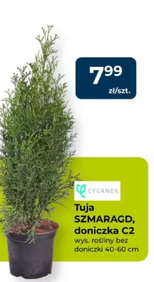 Tuja SZMARAGD, doniczka C2 promocja w PSB Mrówka