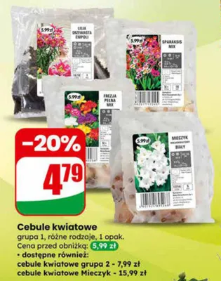 Cebule kwiatowe grupa 1, różne rodzaje promocja w Dino