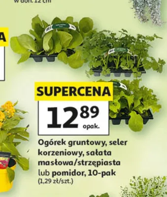 Pomidor 10-pak promocja w Auchan