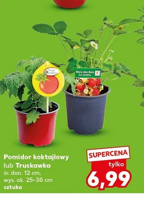 Pomidor koktajlowy śr. don. 12cm wys. ok. 25-30cm promocja w Kaufland