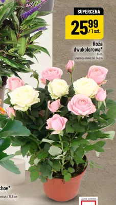Róża dwukolorowa średnica doniczki 14 cm promocja w POLOmarket