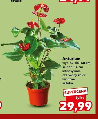 Anturium promocja w Kaufland