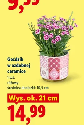 Goździk w ozdobnej ceramice promocja w Lidl