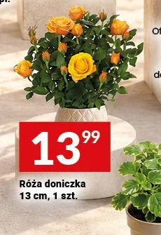 Róża doniczka 13 cm promocja w Twój Market