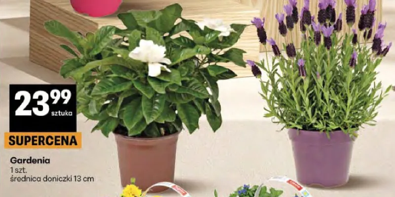 Gardenia promocja w Delikatesy Centrum