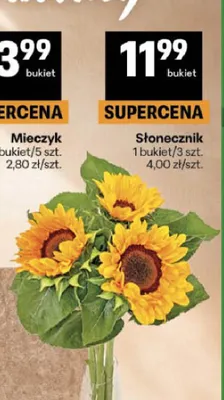 Słonecznik 3-pak promocja w Delikatesy Centrum