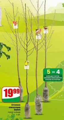 Drzewo owocowe balot różne rodzaje promocja w Dino