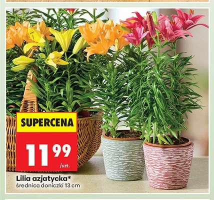 Lilia azjatycka promocja w Biedronka