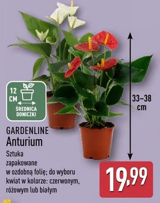 Anturium promocja w Aldi