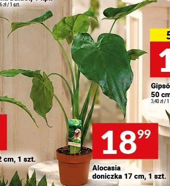 Alocasia doniczka 17 cm promocja w Twój Market