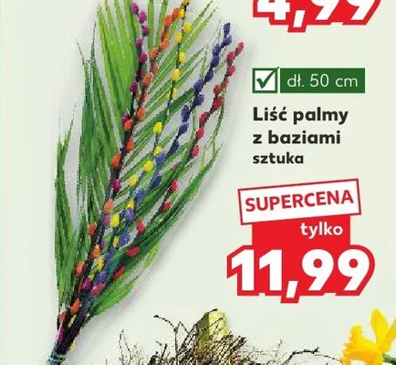 Liść palmy z baziami promocja w Kaufland