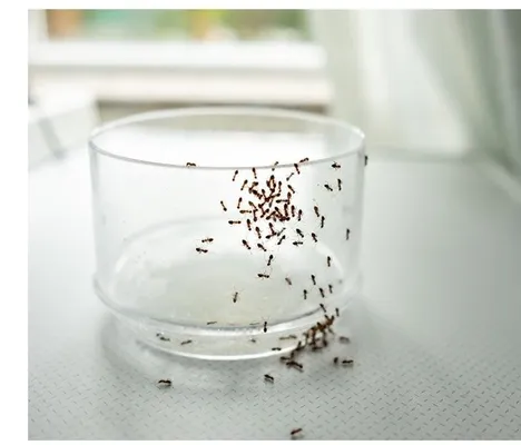 Katalog Ogród, strona 162 promocja w OBI