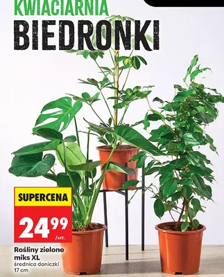 Rośliny zielone miks XL promocja w Biedronka