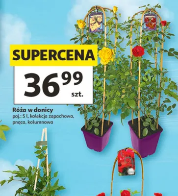 Róża w donicy kolekcja zapachowa, pnąca, kolumnowa promocja w Auchan