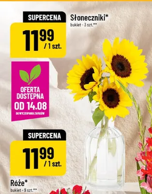 Słoneczniki bukiet 3-pak promocja w POLOmarket