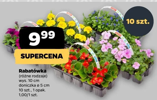 Rabatówka (różne rodzaje) doniczka ø 5cm Netto promocja w Netto