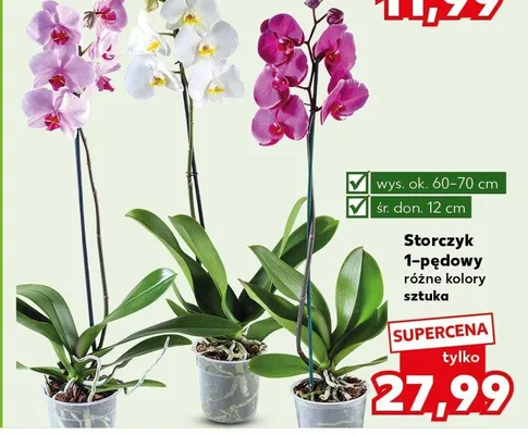 Storczyk 1-pędowy różne kolory sztuka promocja w Kaufland