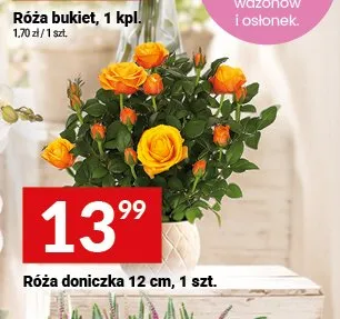 Róża doniczka 12 cm promocja w Twój Market
