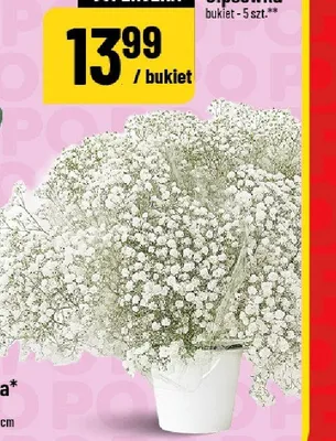 Gipsówka bukiet promocja w POLOmarket