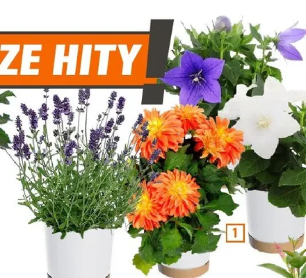 Rośliny kwitnące Rozwar promocja w OBI