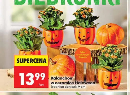 Kalanchoe w ceramice Haloween promocja w Biedronka