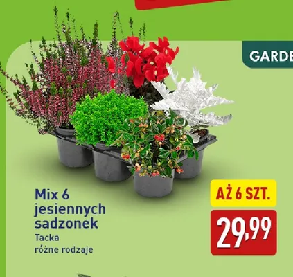 Mix 6 jesiennych sadzonek Gardenline promocja w Aldi