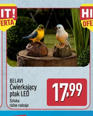 Ćwierkający ptak LED Belavi promocja w Aldi