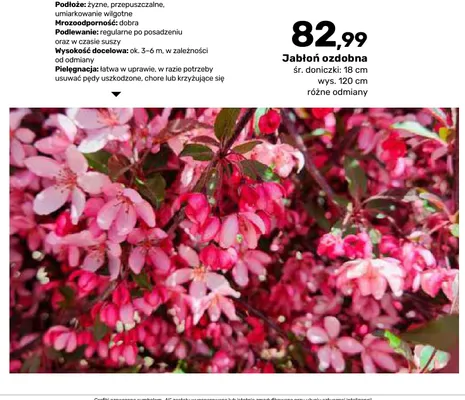 Jabłoń ozdobna śr. doniczki 18 cm wys. 120 promocja w Bricomarche