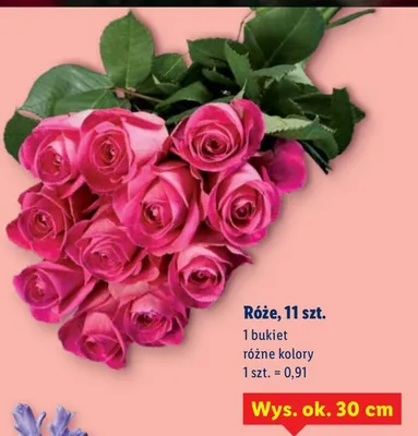 Róże różne kolory promocja w Lidl