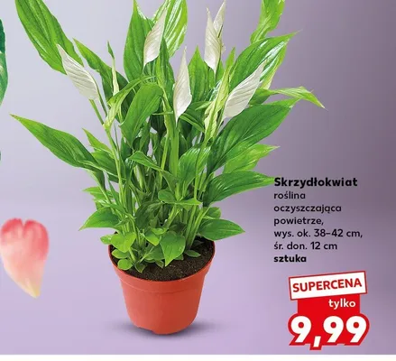 Skrzydłokwiat promocja w Kaufland