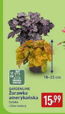 Żurawka amerykańska Gardenline promocja w Aldi
