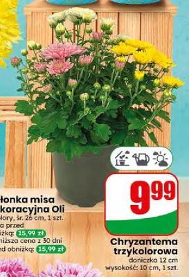 Chryzantema trzykolorowa promocja w Dino